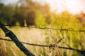 Barbed wire on the natural background. Special prison fence. Dry spikelets of the high grass are growing in the autumn field. Royalty Free Stock Photo