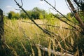 Barbed wire on the natural background. Special prison fence. Dry spikelets of the high grass are growing in the autumn field. Royalty Free Stock Photo