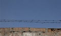 Barbed wire over old brick wall. Royalty Free Stock Photo