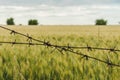 Barbed wire over a wheat field under the sky with clouds. Countryside background Royalty Free Stock Photo