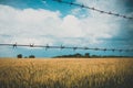 Barbed wire over a yellow wheat field under blue sky with clouds Royalty Free Stock Photo