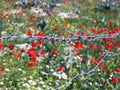 Barbed wire and red poppies Royalty Free Stock Photo