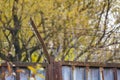Barbed wire on rusty fence on the background of yellow autumn trees. protection of territory, protection of property Royalty Free Stock Photo