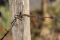 Barbed wire, rusty nails attached to a wooden stick.