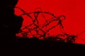 Barbed wire silhouette against red background