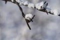 Barbed wire in the Snow