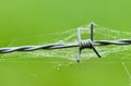 Barbed wire with spider web and drops of water Royalty Free Stock Photo