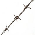 Barbed wire strand isolated on white background Royalty Free Stock Photo