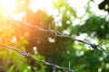 Barbed wire in sunny day. Sunny nature behind barbwire. Protective fence around tropical garden