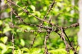 Barbed wire on sunny greenery background. Barbed wire under sunshine. Water drops on sharp wire knots. Garden fence Royalty Free Stock Photo