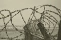 Barbed wire, toned.Metal fence, fence with barbed wire against the blue sky, zone, entry prohibited