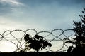 Barbed wire, trees dawn, blue sky.