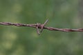 Barbed wire Royalty Free Stock Photo