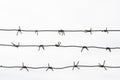 Barbed wire on a white background, wire fence, military object.