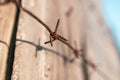 Barbed wire and wooden fence on a blurred background Royalty Free Stock Photo
