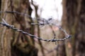 Barbed wire in the woods