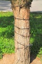 Barbed wire wrapped around a tree trunk Royalty Free Stock Photo