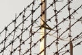 Barbed wires Royalty Free Stock Photo