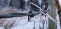 Barbedwire frost Royalty Free Stock Photo