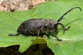 A barbel beetle on a green leaf