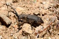A barbel beetle on the ground