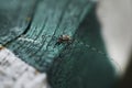 barbel beetle on a wooden surface