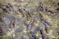 Barbel shoal of fish in a crowded river surface