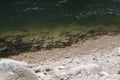 Barbel shoal of fish in a crowded river surface