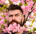 Barber and hair care concept. Bearded man with sakura on background, defocused. Hipster with sakura blossom bouquet in Royalty Free Stock Photo