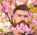 Barber and hair care concept. Bearded man with sakura on background, defocused. Hipster with sakura blossom bouquet in Royalty Free Stock Photo