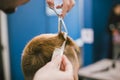 Barber Making Haircut Bearded Man In Barbershop. Professional stylist cutting client hair in salon. Barber using Royalty Free Stock Photo