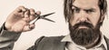 Barber scissors. Bearded man isolated on gray background. Mans haircut in barber shop. Barber scissors, barber shop