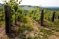 Barbera vineyard - Italy