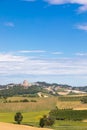 Barbera vineyard in Piedmont region, Italy. Countryside landscape in Langhe area Royalty Free Stock Photo
