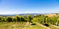 Barbera vineyard in Piedmont region, Italy. Countryside landscape in Langhe area Royalty Free Stock Photo