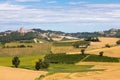 Barbera vineyard in Piedmont region, Italy. Countryside landscape in Langhe area Royalty Free Stock Photo