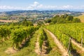 Barbera vineyard in Piedmont region, Italy. Countryside landscape in Langhe area Royalty Free Stock Photo