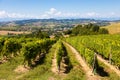 Barbera vineyard in Piedmont region, Italy. Countryside landscape in Langhe area Royalty Free Stock Photo