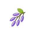 Barberine food icon. Barberry thyme rosemary indian plant organic vitamin.