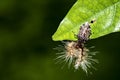 Ã Â¸ÂºBarberos, vinchucas, pitos, chipos, assassin bug is killing a butterfly caterpillar Royalty Free Stock Photo