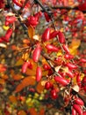 Barberries (Berberis vulgaries)