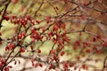 Barberry