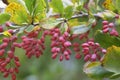 Barberry