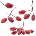 Barberry Royalty Free Stock Photo