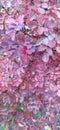 Barberry autumn bush with red leaves closeup bright colors of autumn, photo of red leaves - barberry Royalty Free Stock Photo