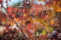 Barberry Berberis bush branch yellow blossom, red barberry leaves.