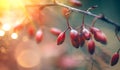 Barberry, Berberis close up. Branch of autumn barberry bush with red leaves and berries closeup. Floral background Royalty Free Stock Photo