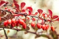 Barberry Berberis vulgaris branch fresh ripe berries natural green background Berberis thunbergii Latin Berberis Coronita Barb