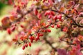 Barberry Berberis vulgaris branch fresh ripe berries natural green background Berberis thunbergii Latin Berberis Coronita Barb