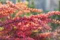 Barberry Berberis vulgaris branch fresh ripe berries natural green background Berberis thunbergii Latin Berberis Coronita Royalty Free Stock Photo